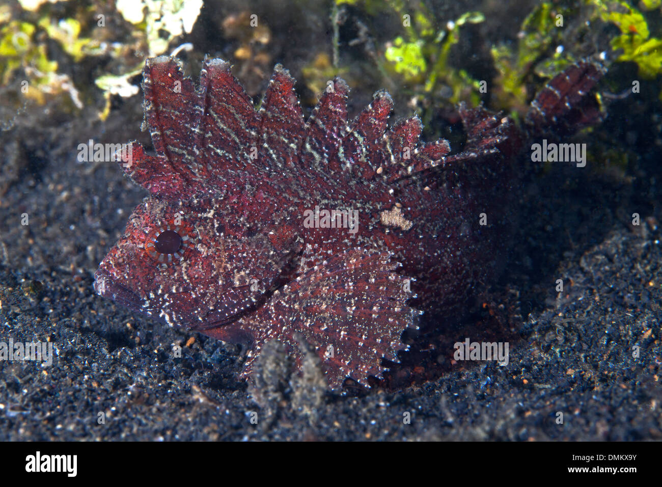 Longspine waspfish (Paracentropgon longspinus) sulla sabbia nera vulcanica. Stretto di Lembeh, Indonesia. Foto Stock