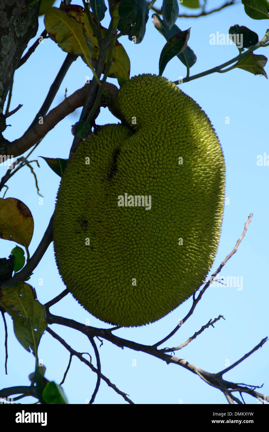 Un Jackfruit su un albero Jackfruit sulla montagna di Sugarloaf a Rio de Janeiro in Brasile. Foto Stock