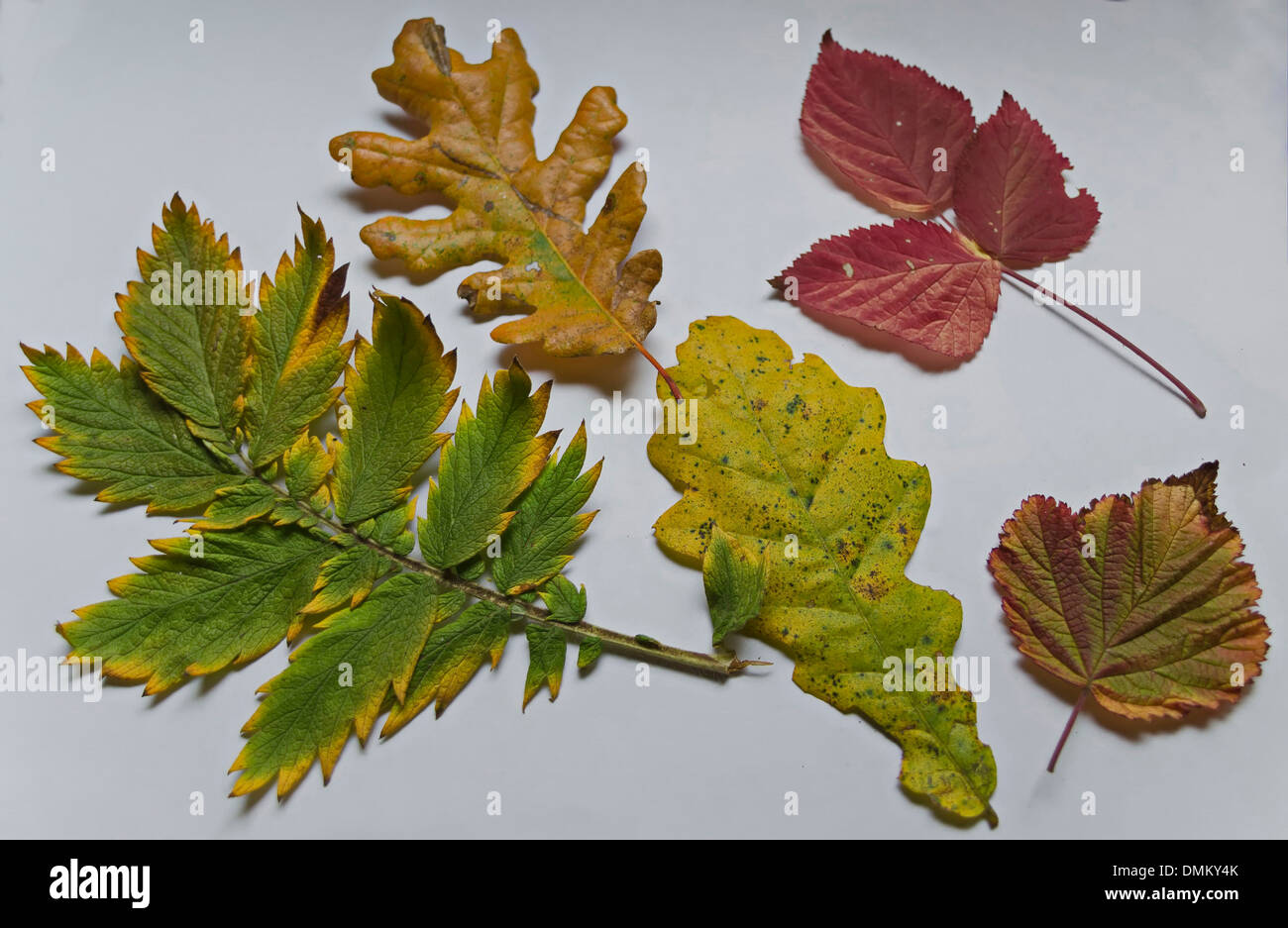 Erbario colorata dalla bellezza autunno foglie di quercia, blackberry, nocciola e ceneri di montagna Foto Stock