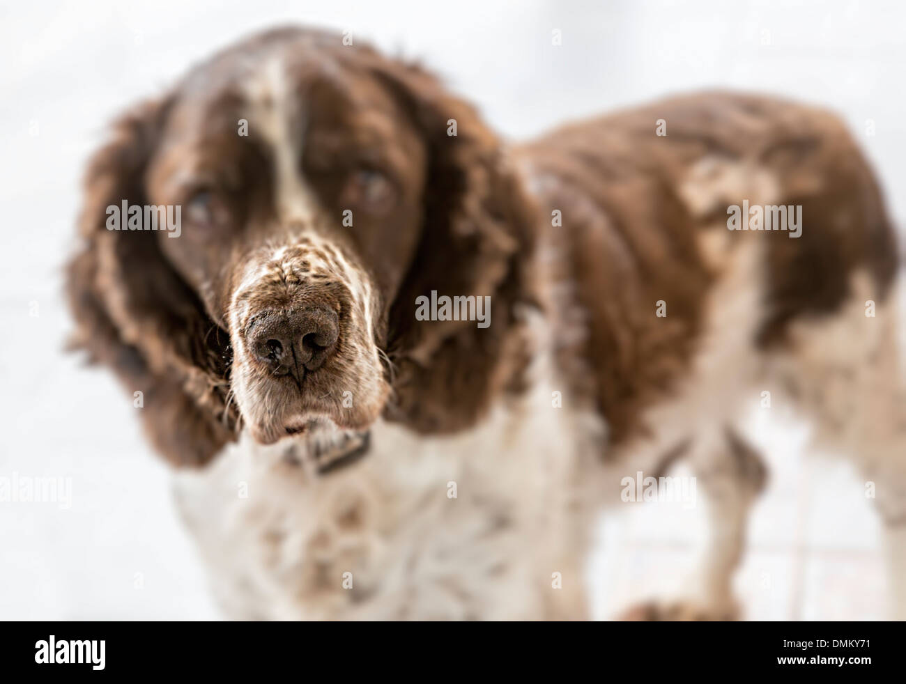 Cane con naso sniffing messa a fuoco Foto Stock