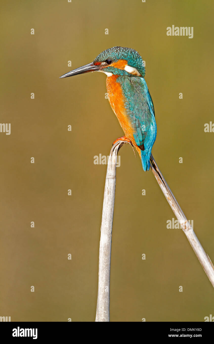 Kingfisher, Alcedo atthis Foto Stock