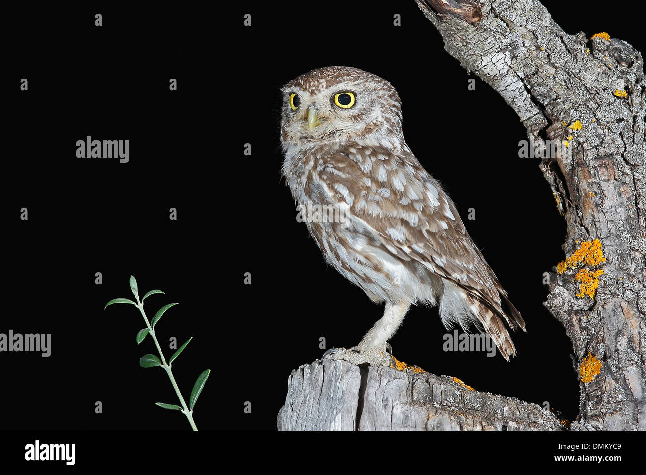 Civetta (Athene noctua) nell'albero di olivo Foto Stock