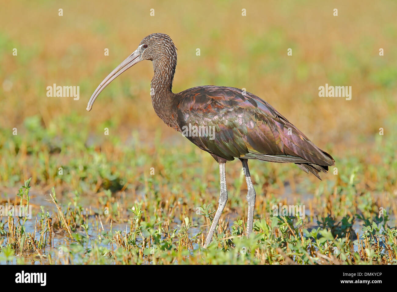 Ibis lucido, Plegadis falcinellus. Hondo parco naturale, Alicante, Spagna Foto Stock