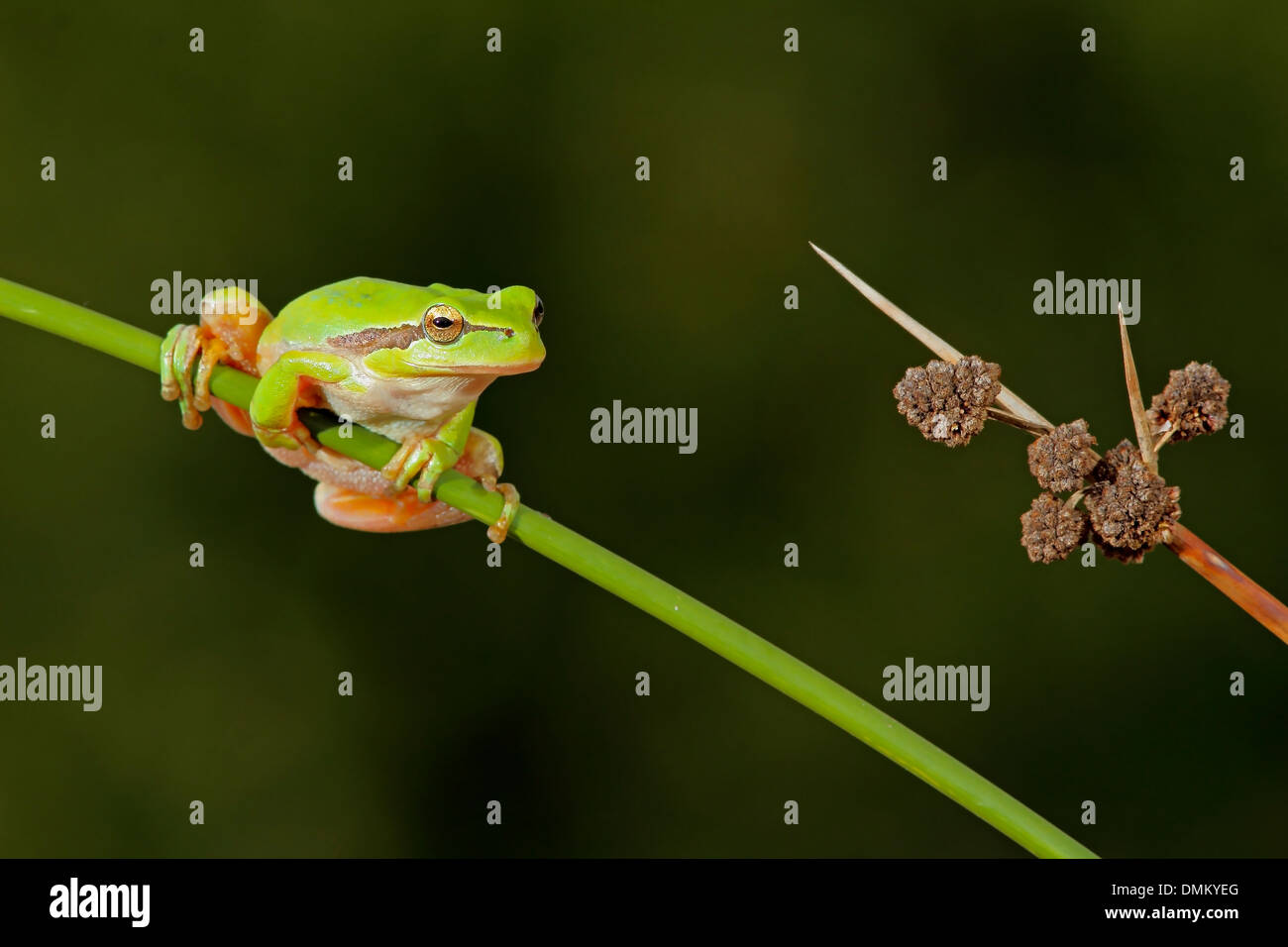 Treefrog mediterraneo, (Hyla meridionalis) in un lettore RUSH Foto Stock