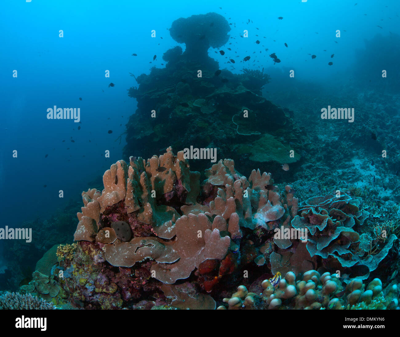 Tabella coral su un piedistallo. Bunaken Island, Indonesia Foto Stock