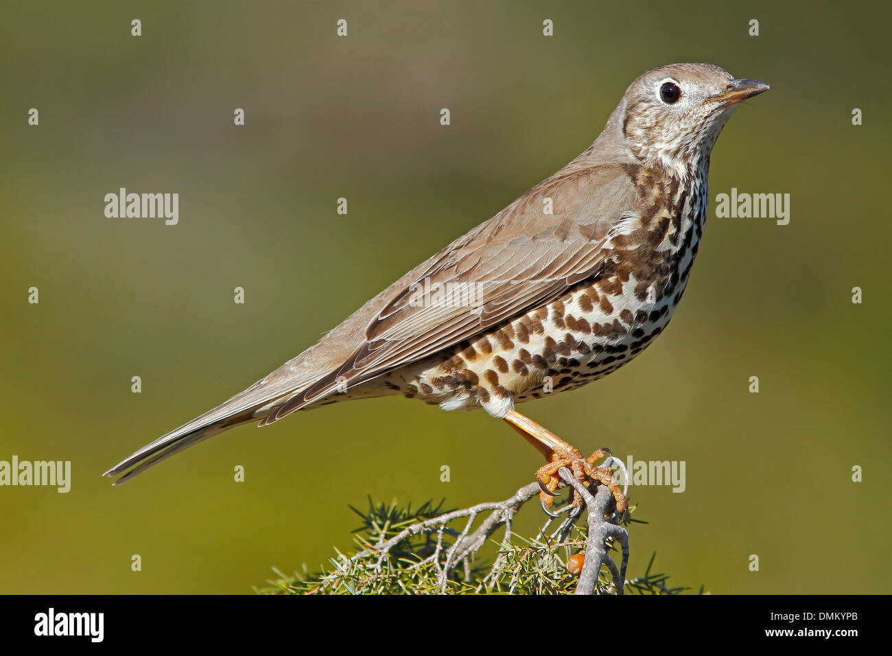 Tordo Mistle, Turdus viscivorus. Arroccato in una boccola Foto Stock