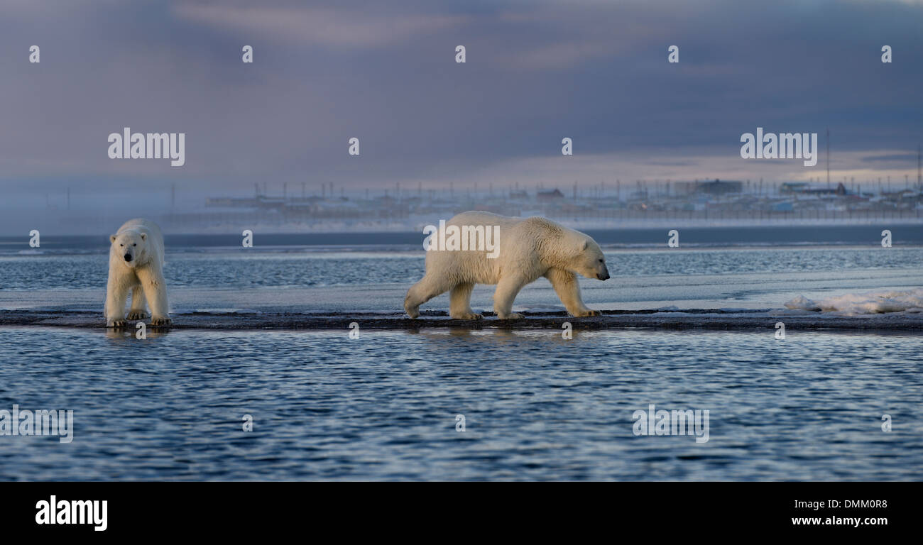 Due maschio orsi polari camminando sulla isola di baratto con kaktovik villaggio eschimese alaska usa su the beaufort mare Oceano artico Foto Stock