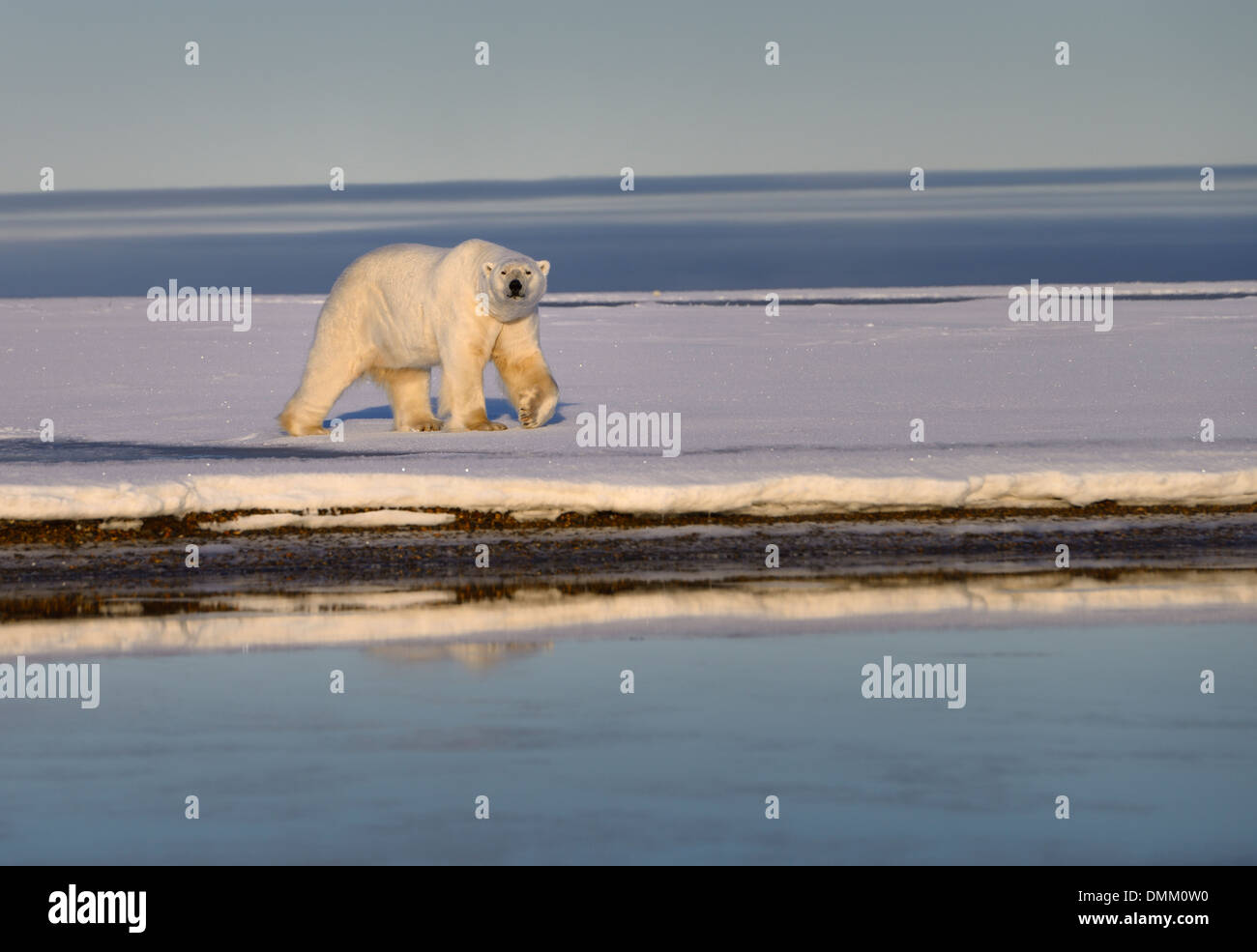 Orso polare camminando sulla coperta di neve il baratto isola Kaktovik Alaska Usa su The Beaufort mare Oceano Artico Foto Stock