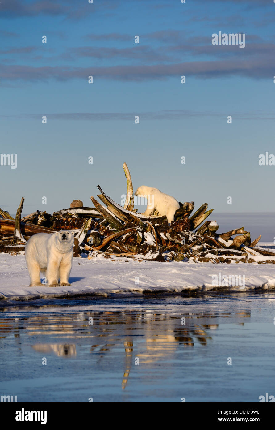 Due orsi polari in osso di balena pila sul isola di baratto con riflessi nella laguna Kaktovik Alaska Usa Beaufort mare Oceano Artico Foto Stock
