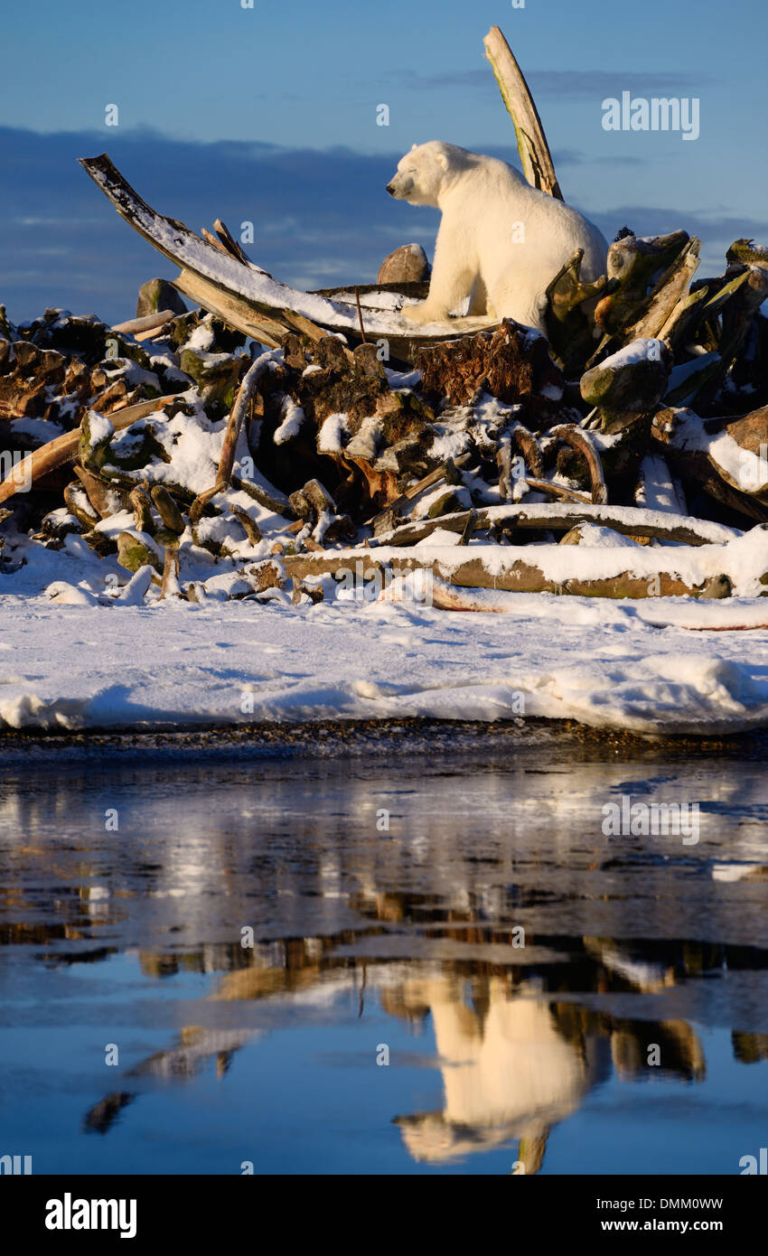 Maschio di orso polare con gli occhi chiusi sull'osso di balena pila sul isola di baratto Kaktovik Alaska Usa riflessa nell'acqua di Beaufort mare Oceano Artico Foto Stock