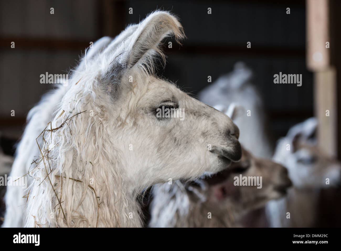 Llamas e animali da fattoria su un typlical azienda americana Foto Stock