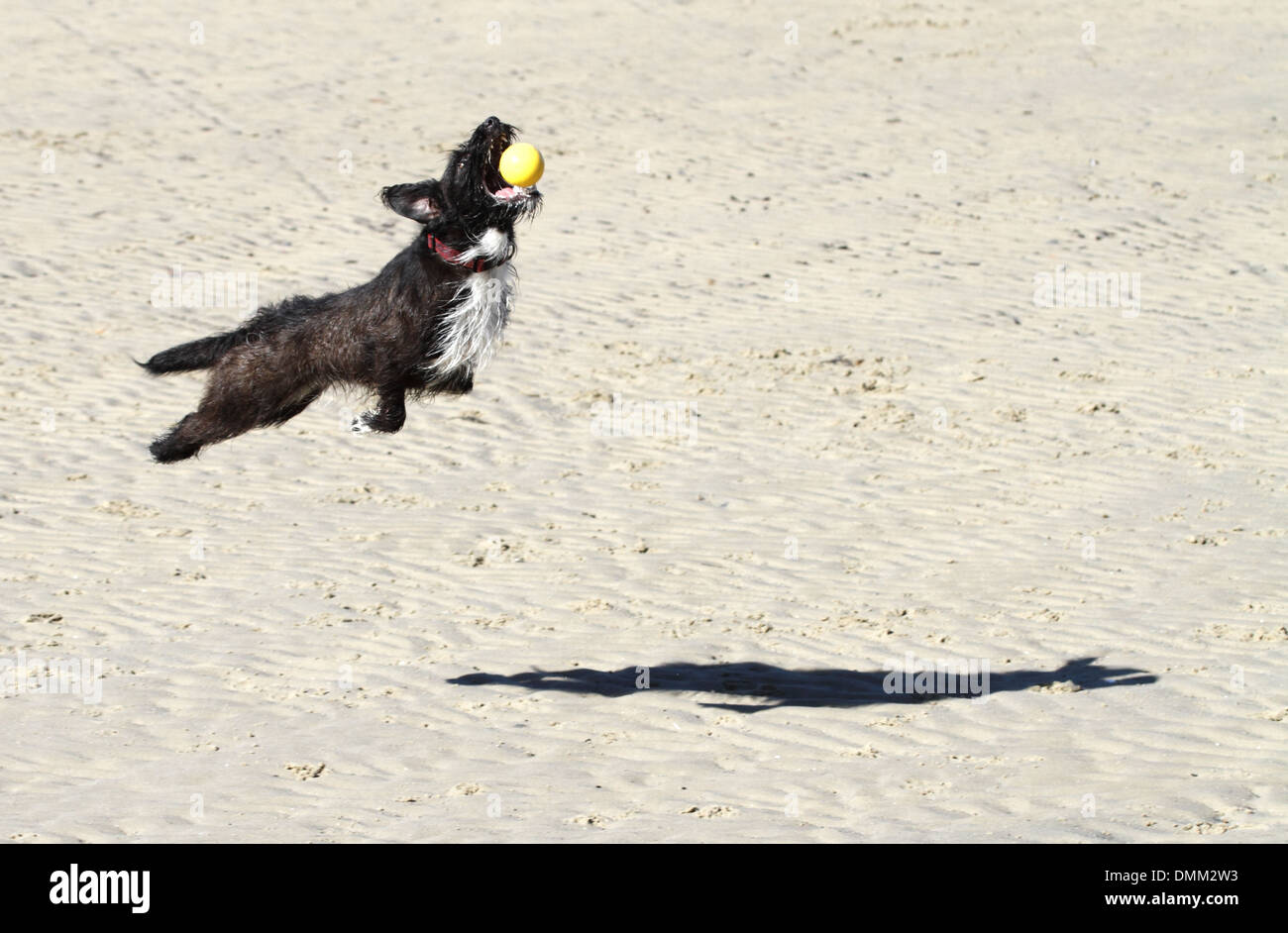 Jack Russell croce barboncino saltando per la cattura di una sfera su una spiaggia Foto Stock