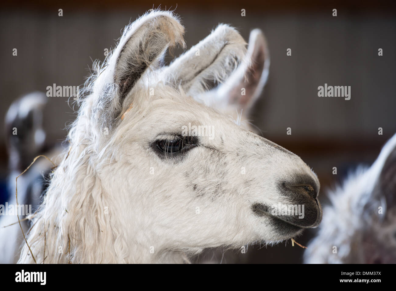 Llamas e animali da fattoria su un typlical azienda americana Foto Stock