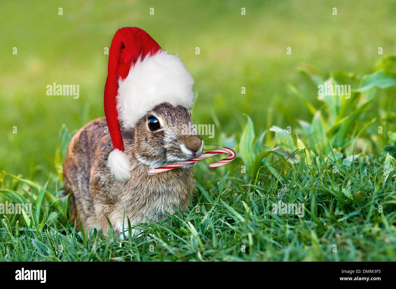 Coniglio silvilago coniglio con cappello di Natale e candy cane in  giardino. Naturale di erba verde dello sfondo con copia spazio Foto stock -  Alamy