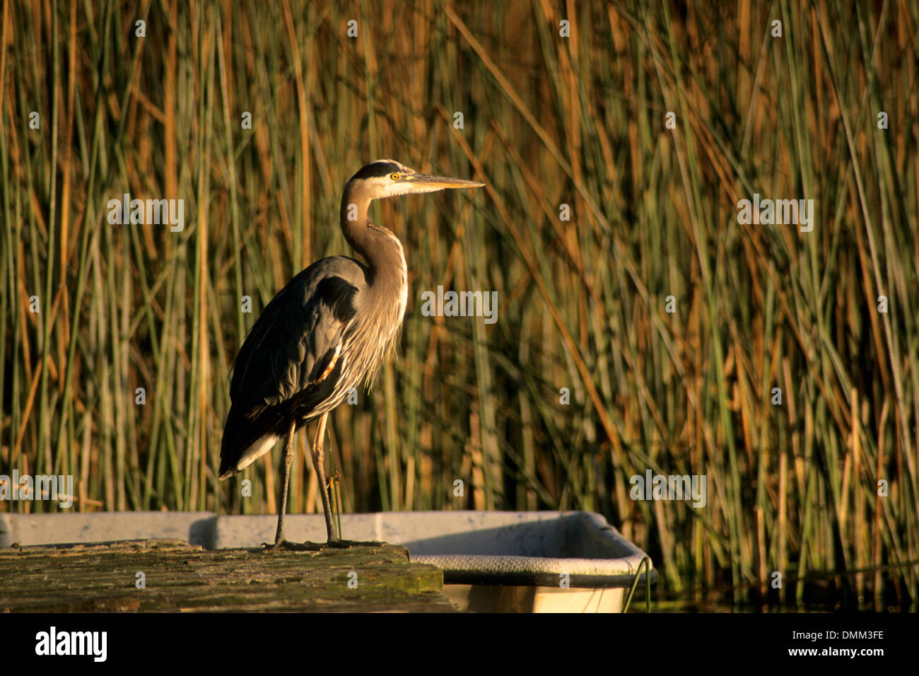 Heron al Lago di Merced, San Francisco, California Foto Stock