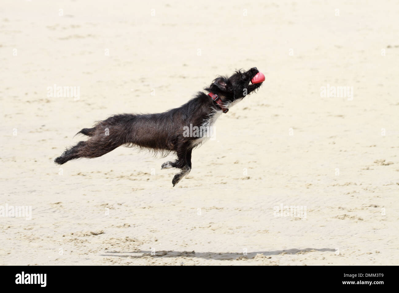 Jack Russell croce barboncino saltando per la cattura di una sfera su una spiaggia Foto Stock