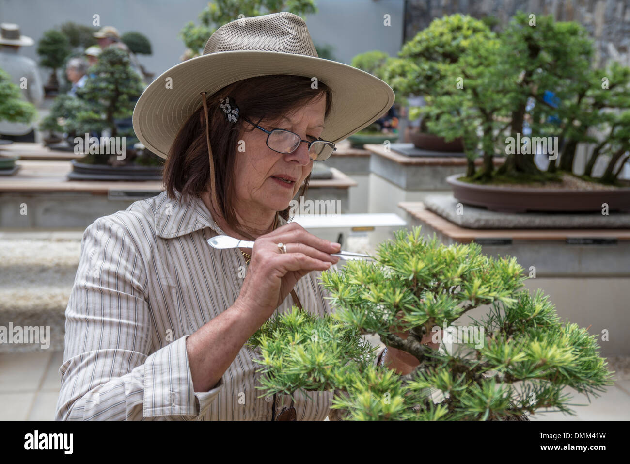 Volunteer horticulturalist presso il National Arboretum in Canberra Australia lavora con la collezione di bonsai Foto Stock