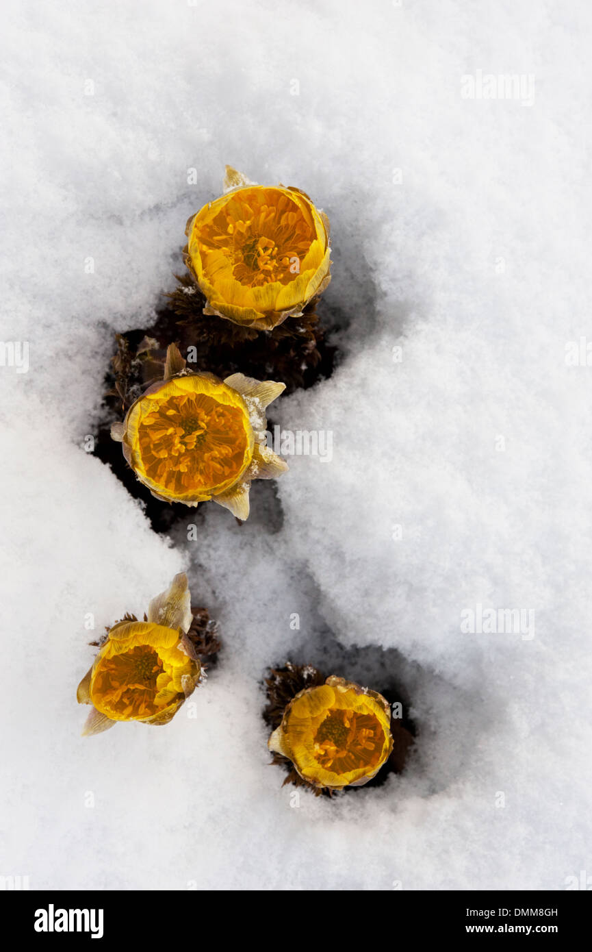 Fukujuso Estremo Oriente Amur (Adonis Adonis amurensis) fioritura giallo attraverso la neve in primavera in montagna. Foto Stock