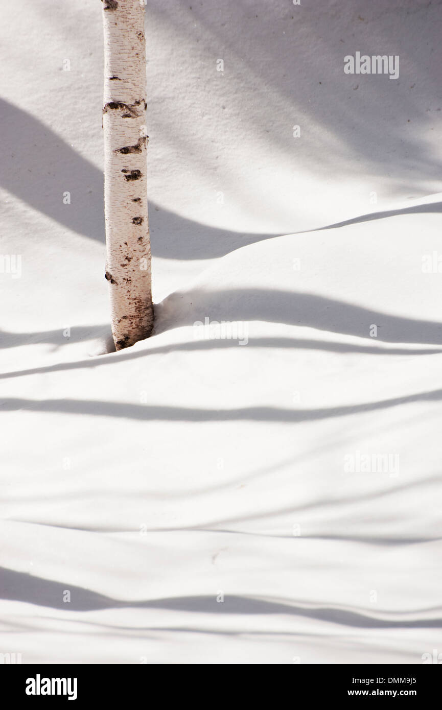 Un singolo tronco di betulla in mezzo astratto bosco striato ombre nella neve, Monte Norikura. Foto Stock