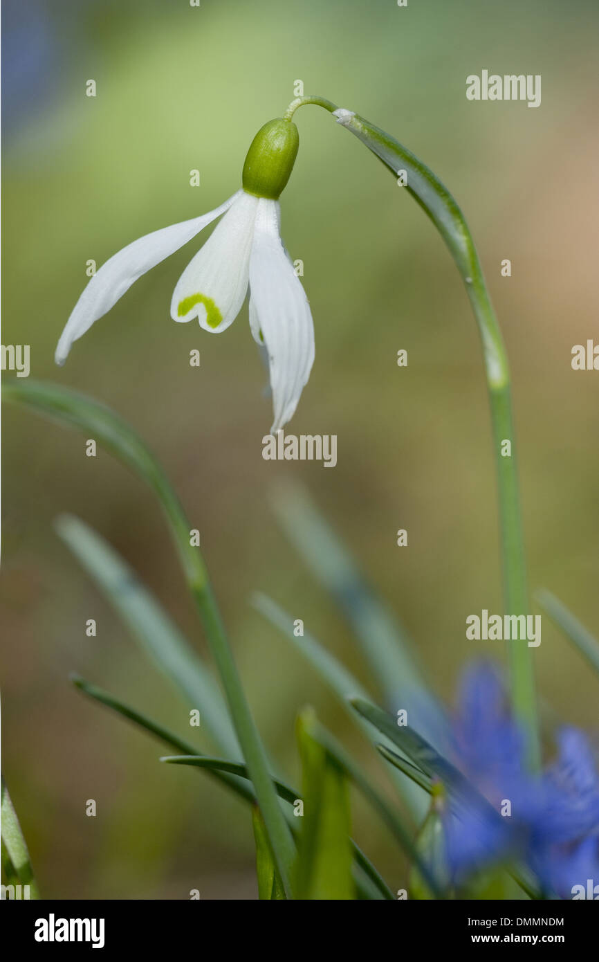 Comune, snowdrop Galanthus nivalis Foto Stock