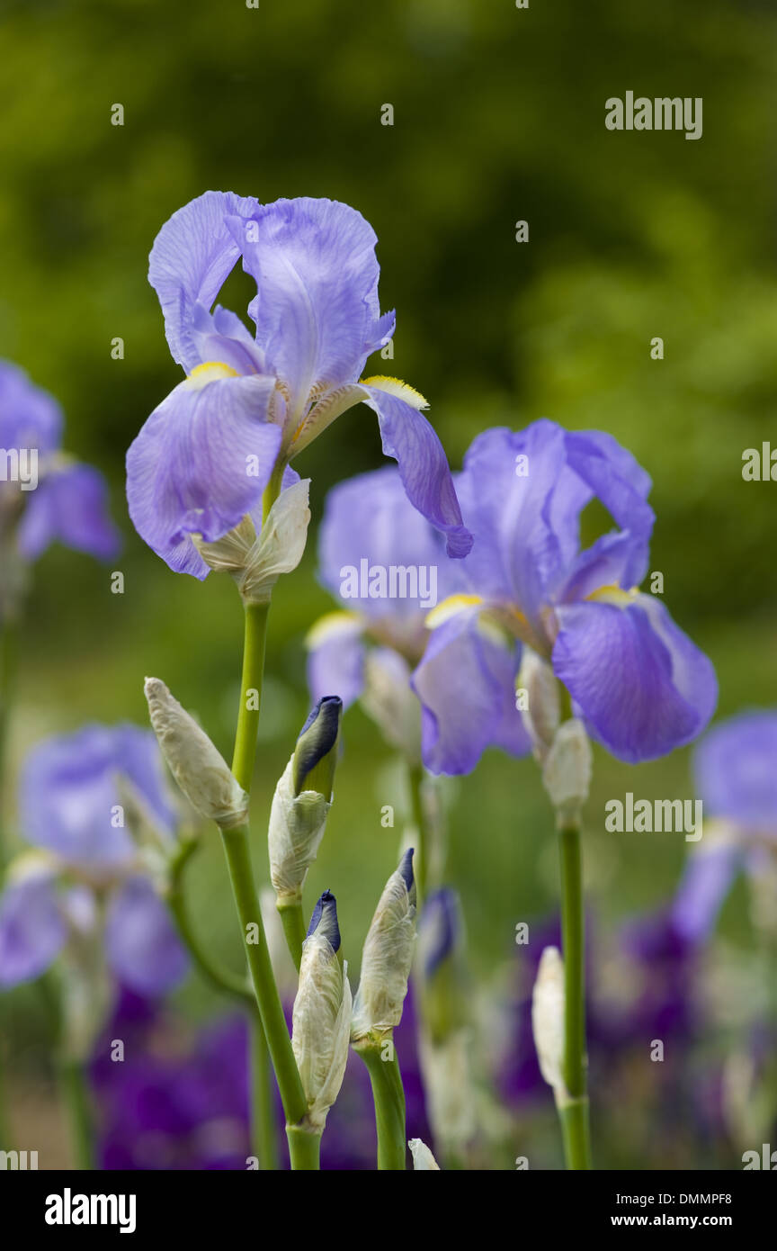 Iris dalmata, iris pallida Foto Stock