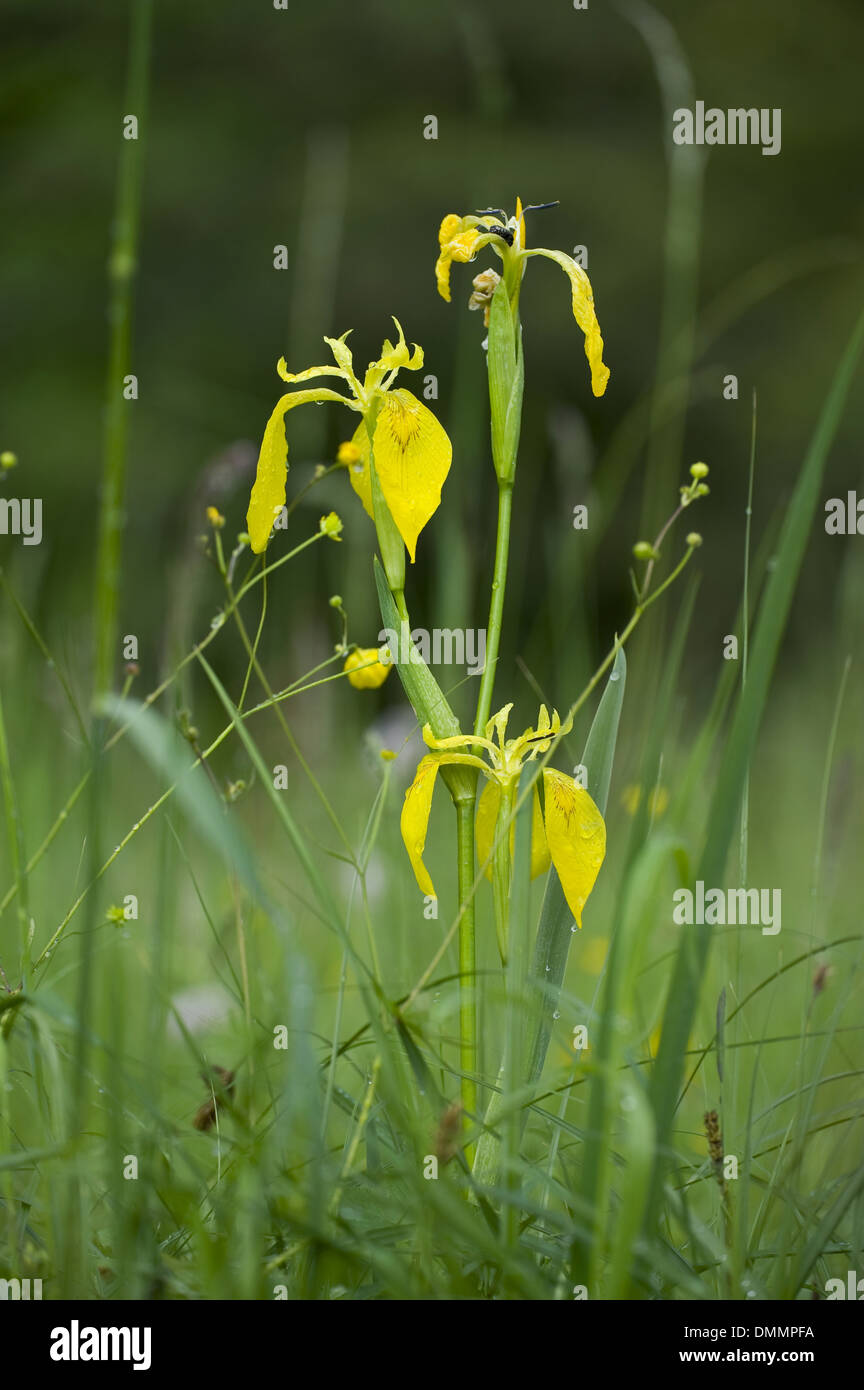 Bandiera gialla, Iris pseudacorus Foto Stock