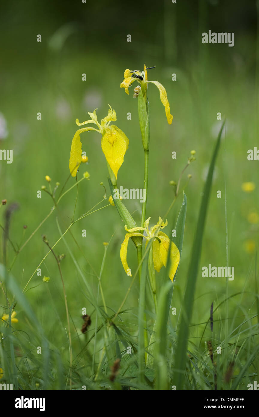 Bandiera gialla, Iris pseudacorus Foto Stock