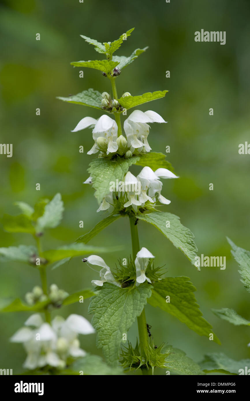 White deadnettle, lamium album Foto Stock