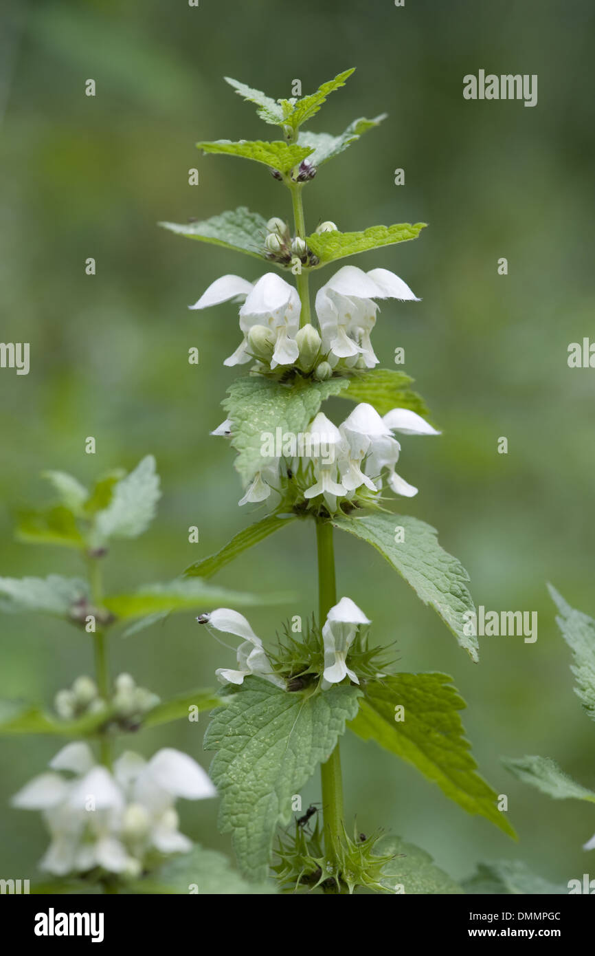 White deadnettle, lamium album Foto Stock