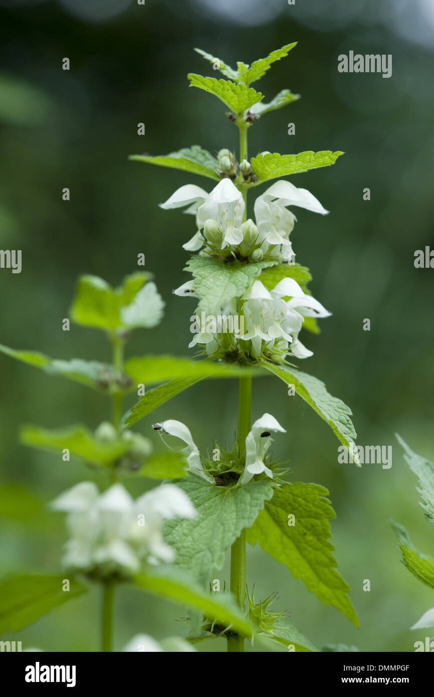 White deadnettle, lamium album Foto Stock