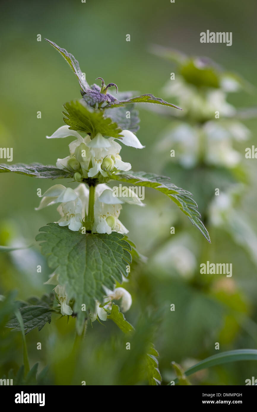 White deadnettle, lamium album Foto Stock