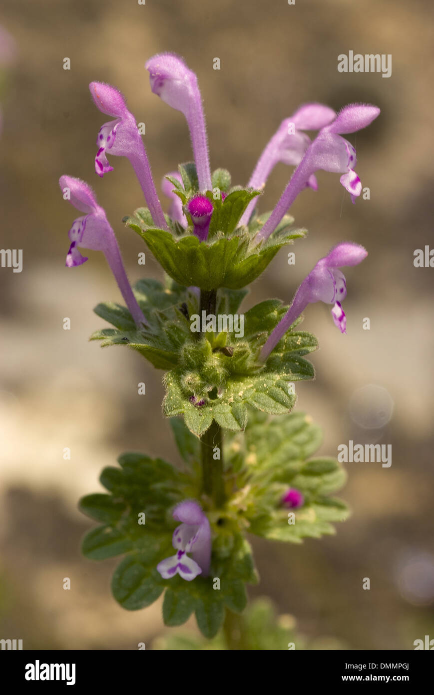 Henbit deadnettle, lamium amplexicaule Foto Stock