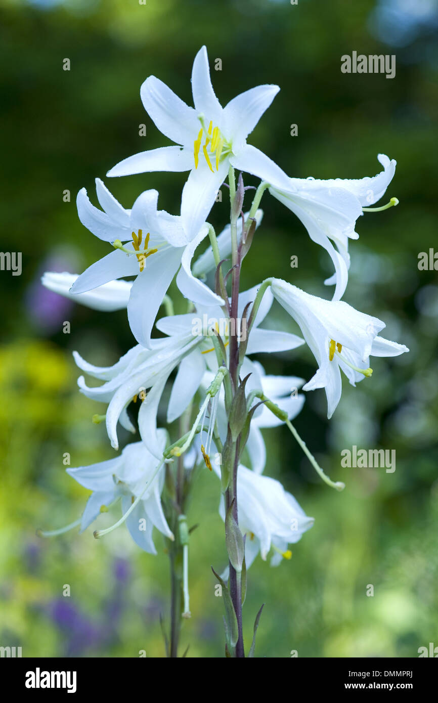 Madonna lily, lilium candidum Foto Stock