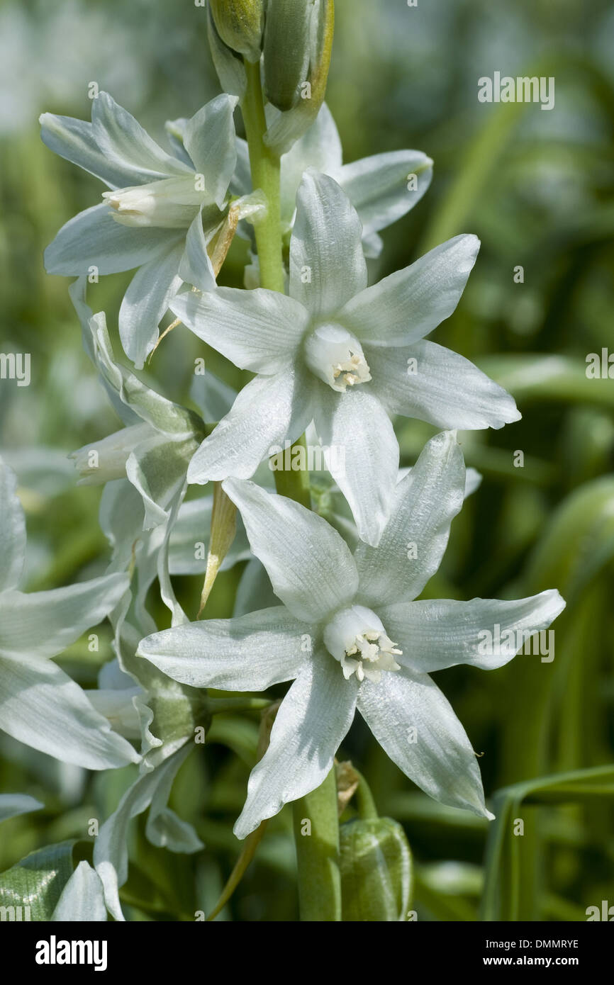 Far cadere stella di Betlemme, ornithogalum nutans Foto Stock