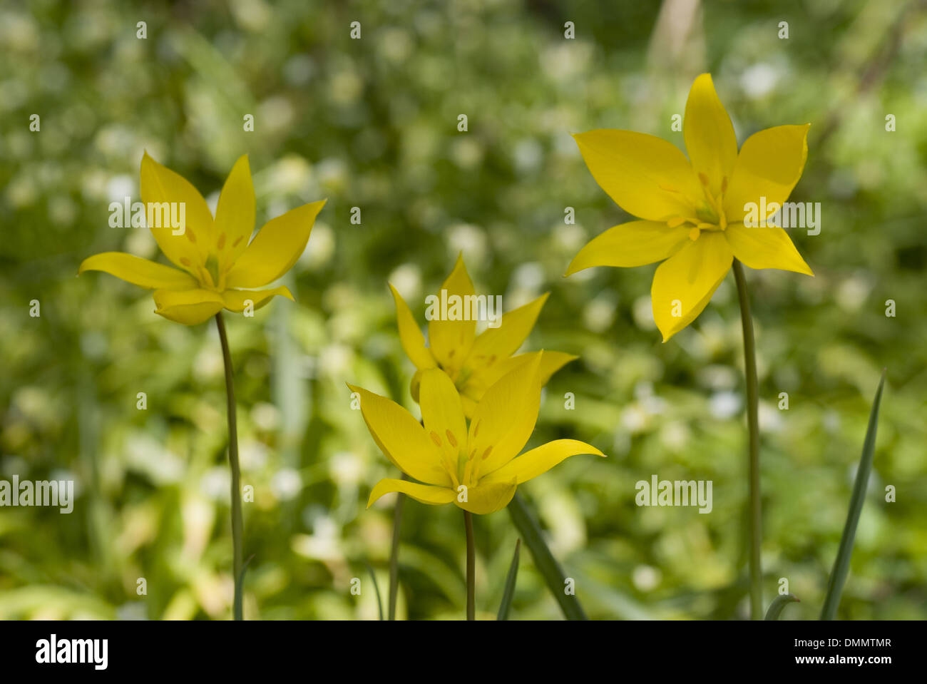 Tulipano selvatico, tulipa sylvestris Foto Stock