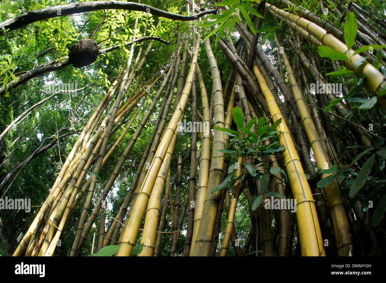 Panama City, Panama. 19 Luglio, 2013. Bambù cresce nel Metropolitan National Park in Panama City, Panama, 19 luglio 2013. Il parco naturale in periferia è una giungla pedonabile per i visitatori. Foto. Heinz Krimmer - ATTENZIONE! Nessun filo SERVICE - © dpa/Alamy Live News Foto Stock