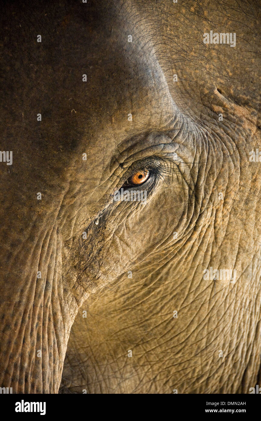 Verticale fino in prossimità di un elefante asiatico del piccolo occhio. Foto Stock
