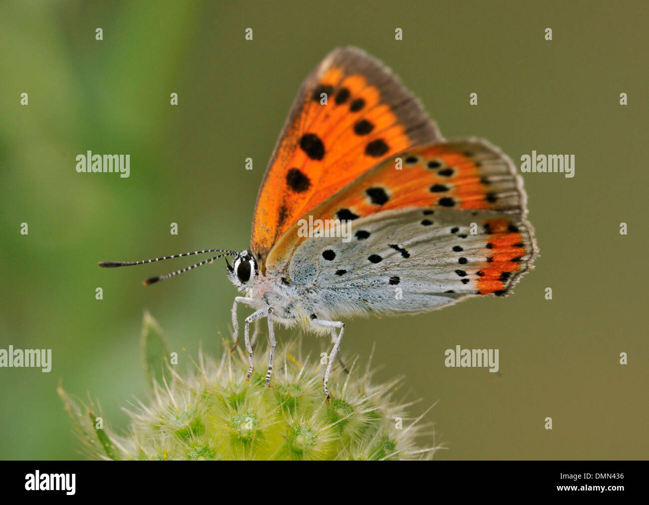 Rame di grandi dimensioni - farfalla Lycaena dispar femmina Foto Stock