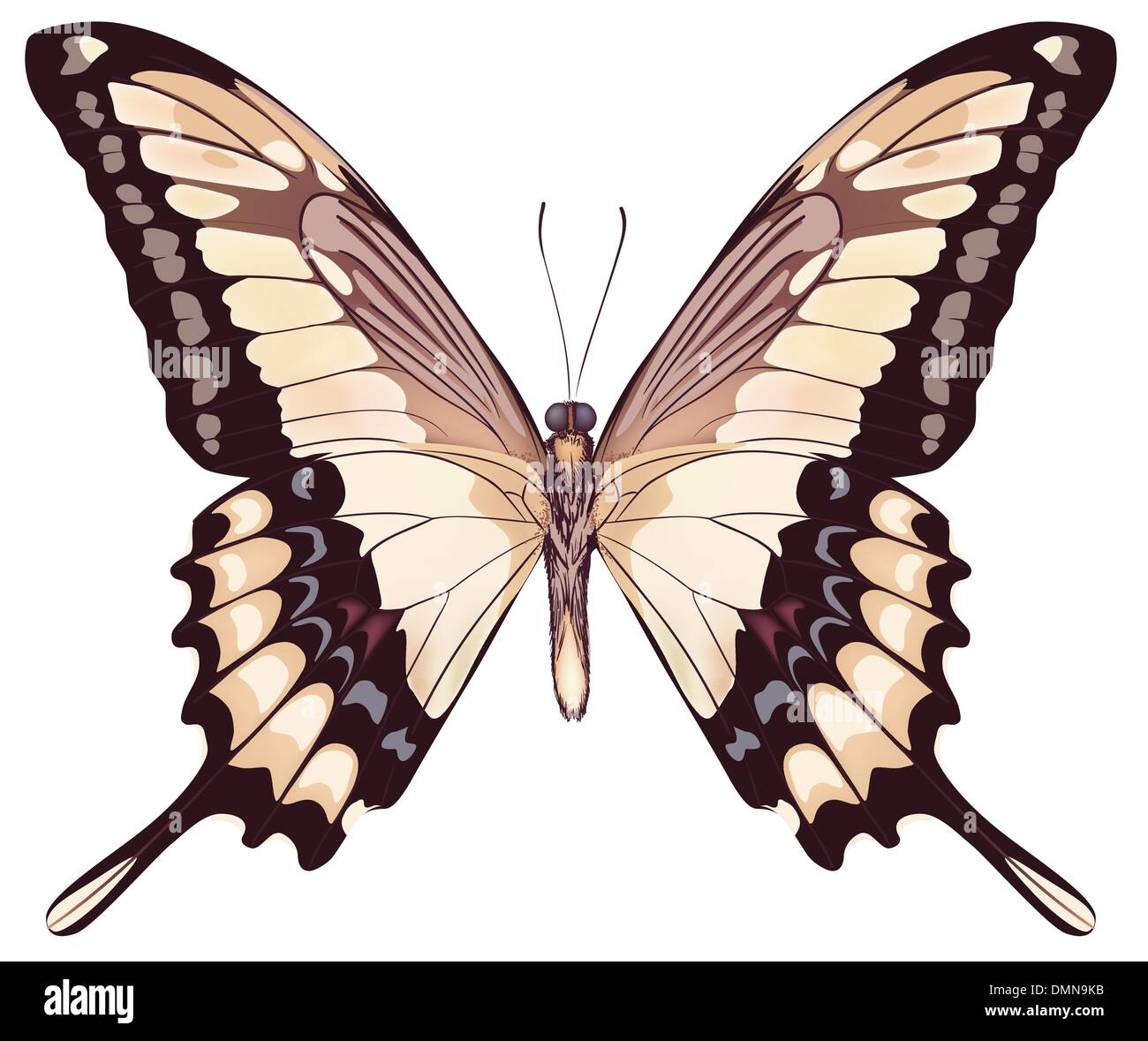 Luce isolato VectorIllustration Butterfly Illustrazione Vettoriale