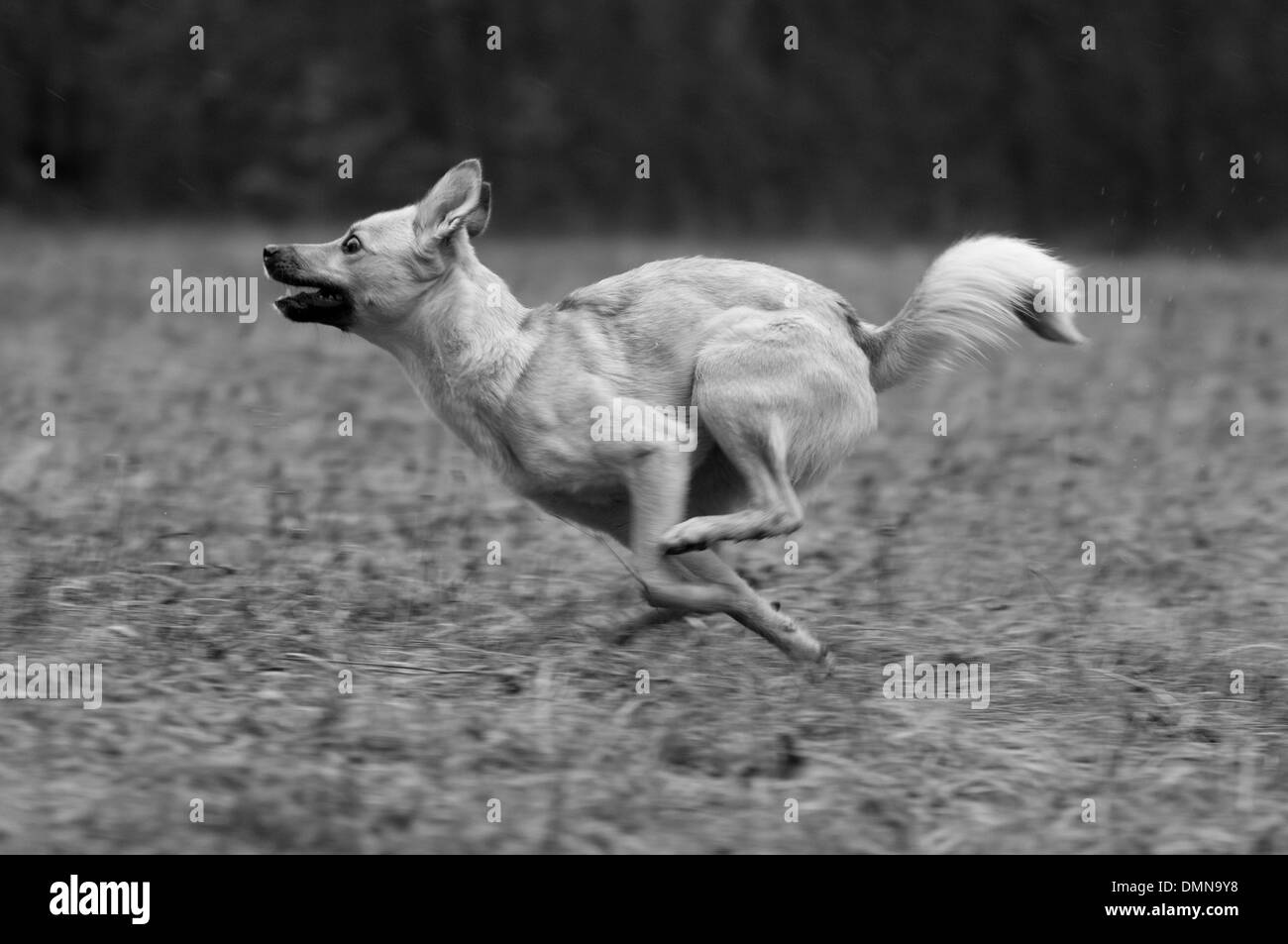 La riproduzione e l'esecuzione di cane Foto Stock