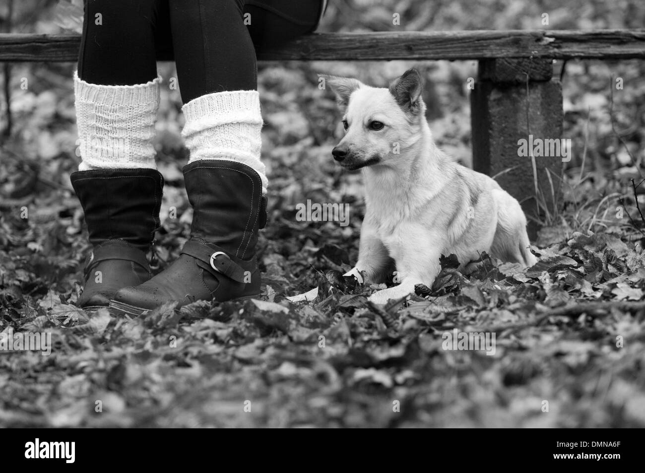 Il cane si trova accanto a una donna Foto Stock