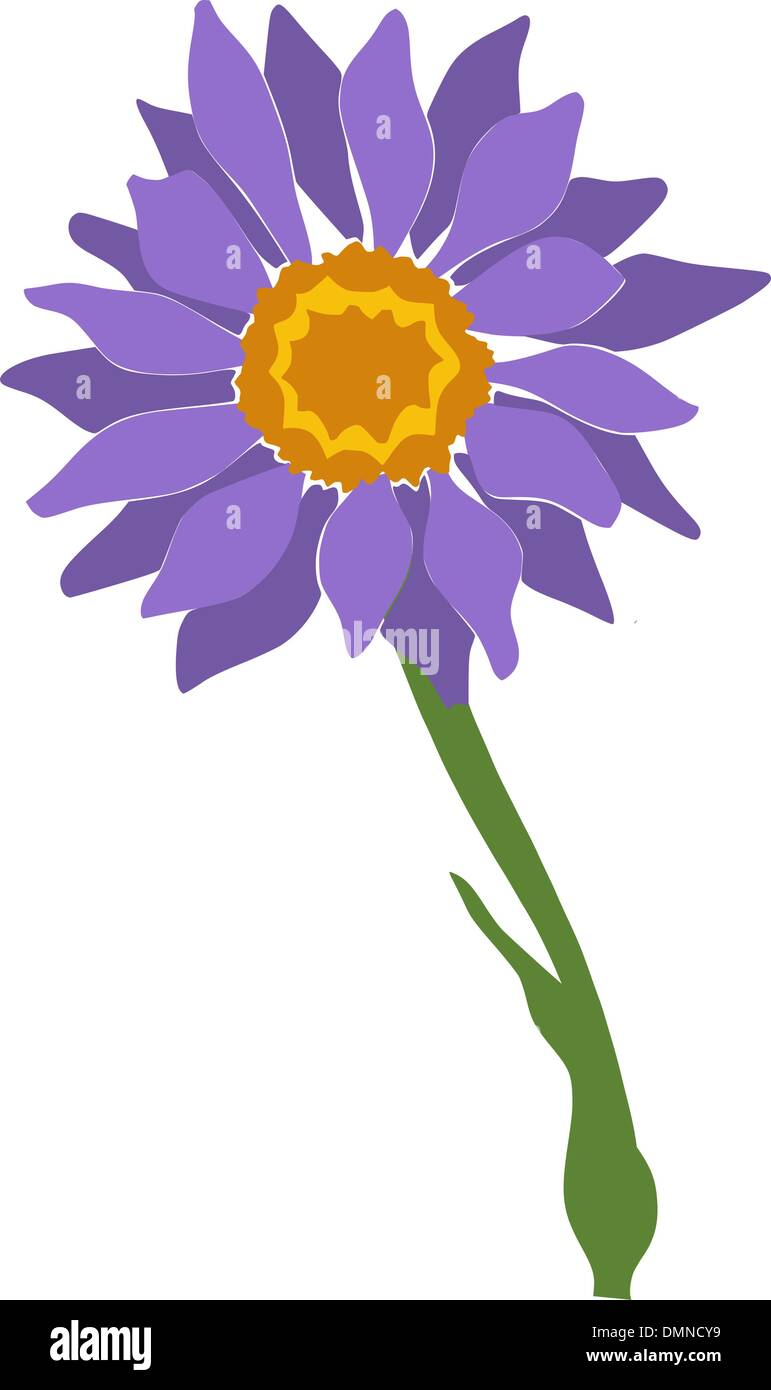 Illustrazione di aster Illustrazione Vettoriale