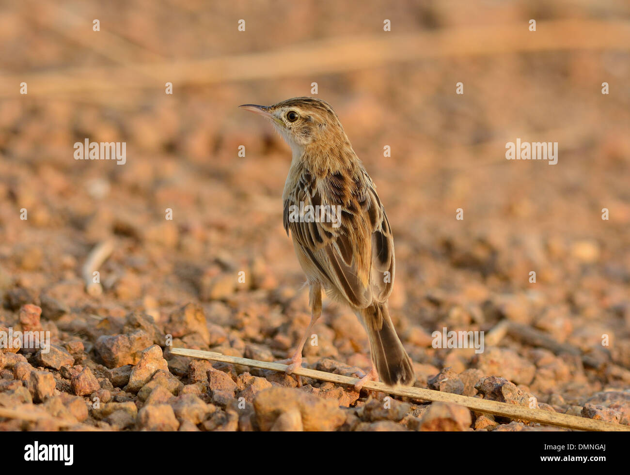 Bella Zitting Cisticola (Cisticola juncidis) stando a terra Foto Stock