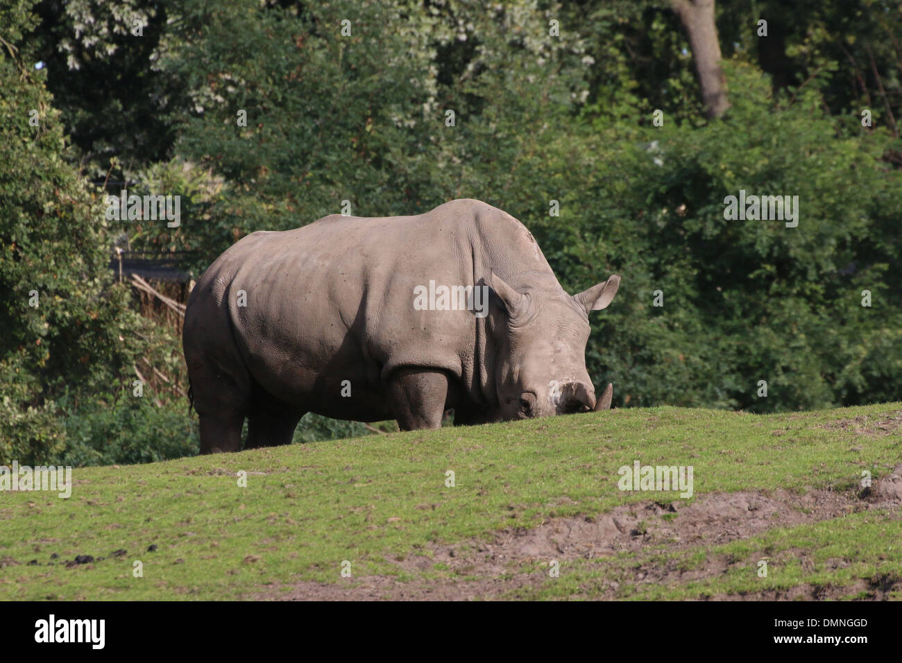 Sud del rinoceronte bianco (Rhinoceros Ceratotherium simum) il pascolo in un zoo impostazione Foto Stock