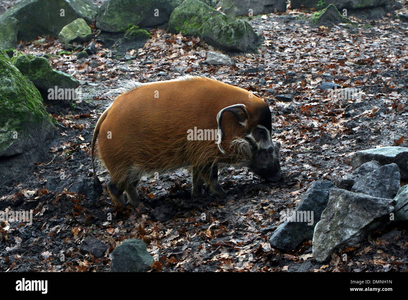 African Red River porco o maiale Bush (Potamochoerus porcus) in un zoo impostazione Foto Stock