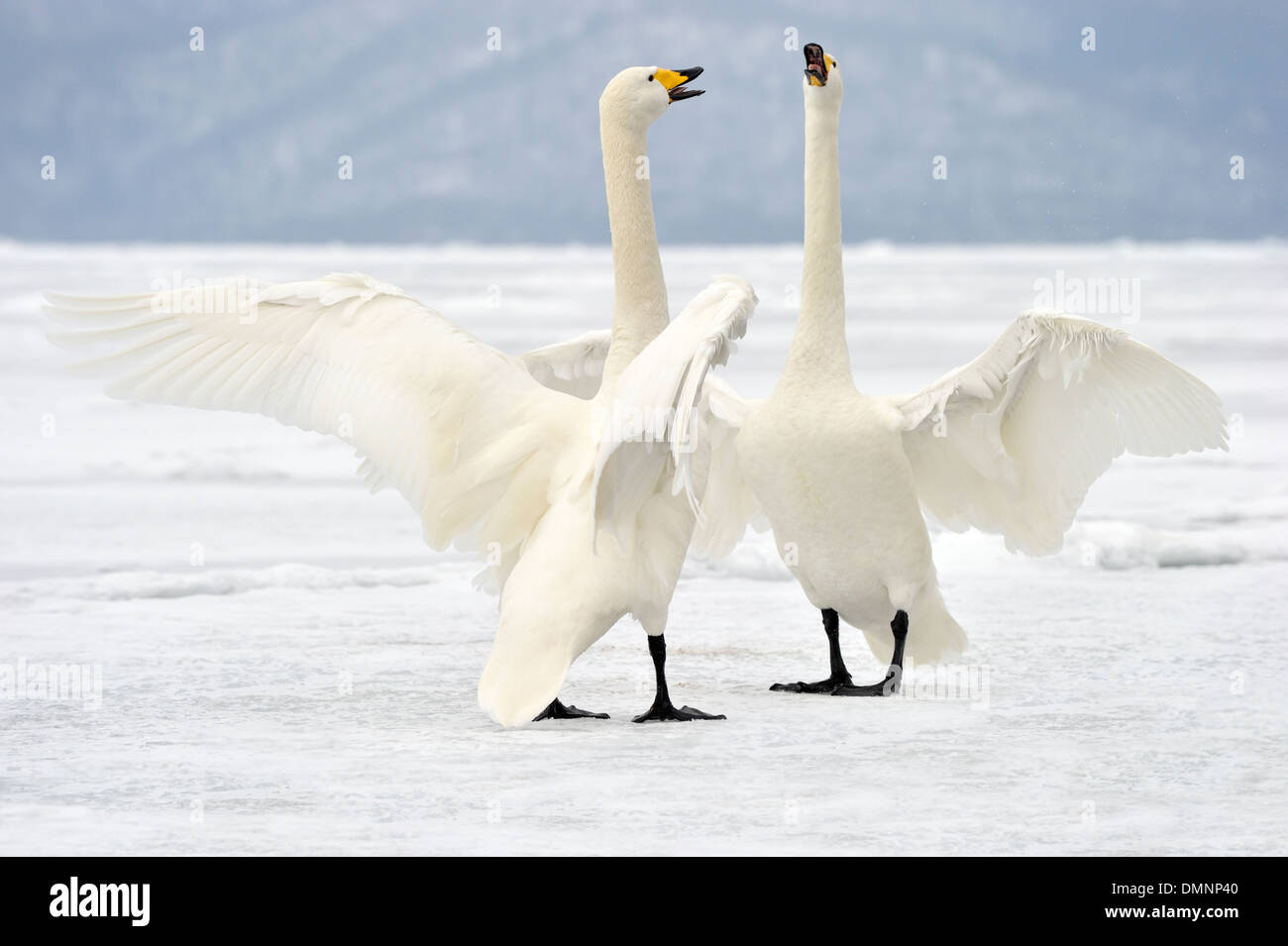 Whooper Swan (Cygnus cygnus) adulti, durante il corteggiamento su strade coperte di neve lago ghiacciato, il lago di Kussharo, Akan N.P., Hokkaido, Giappone, Foto Stock