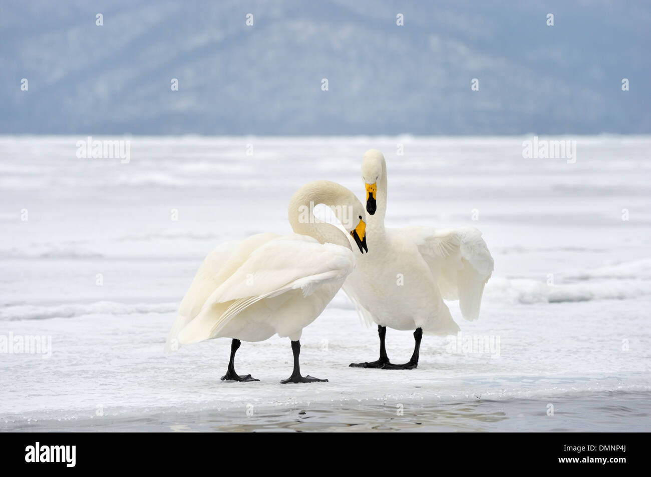 Whooper Swan (Cygnus cygnus) adulti, durante il corteggiamento su strade coperte di neve lago ghiacciato, il lago di Kussharo, Akan N.P., Hokkaido, Giappone, Foto Stock
