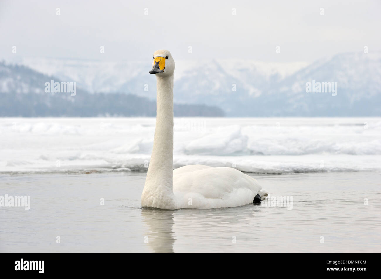 Whooper swan (Cygnus cygnus) nuoto in acque aperte a congelati lago di Kussharo, Akan national park, Hokkaido, Giappone. Foto Stock