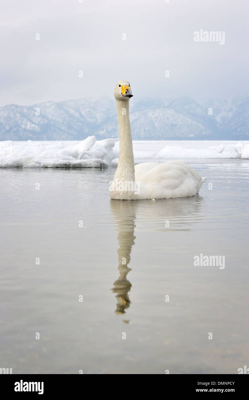 Whooper swan (Cygnus cygnus) nuoto in acque aperte a congelati lago di Kussharo, Akan national park, Hokkaido, Giappone. Foto Stock