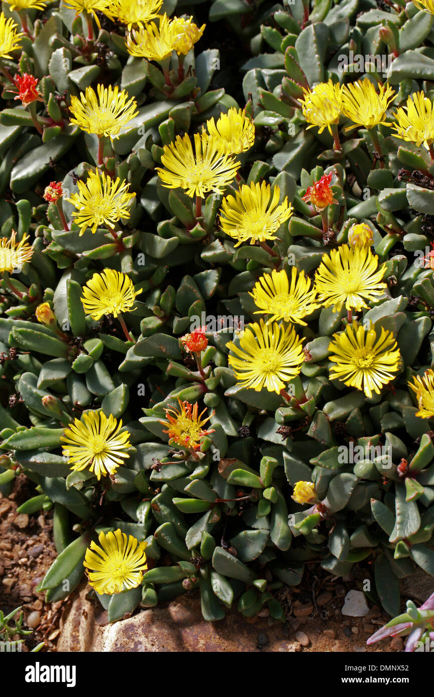 Impianti di pietra o tappeto erbacce, Bijlia tugwelliae, Aizoaceae. La provincia del Capo Sud Africa. Syn. Hereroa tugwelliae. Foto Stock